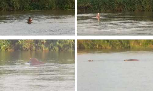Hippos im Shire-Fluss bei Tengani, Nov.2019